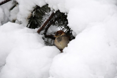 Sparrow sitting on a fir-tree branch covered with snow
