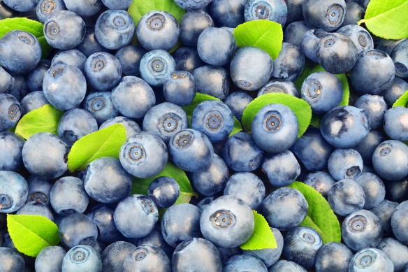 Background from ripe forest blueberries with green leaves.