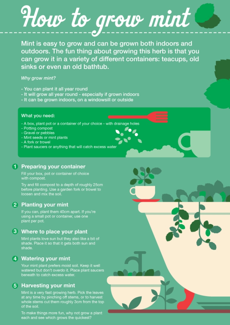 Step by step guide on how to grow mint.